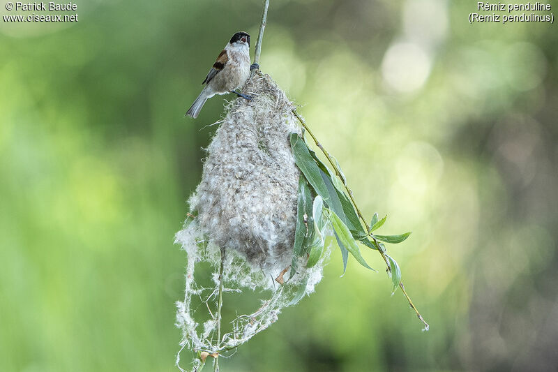 Rémiz penduline mâle adulte nuptial