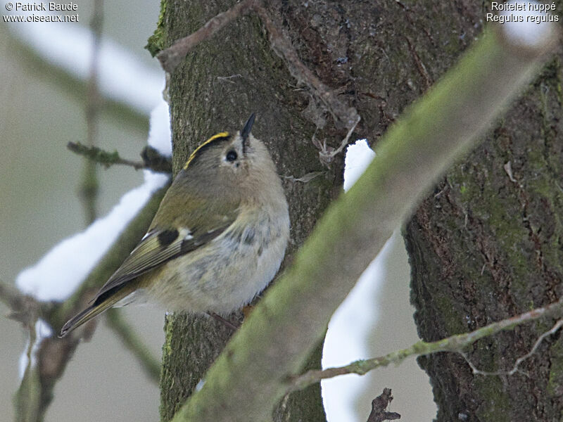 Goldcrest male adult, identification