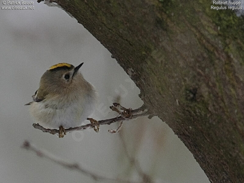 Goldcrest male adult, identification