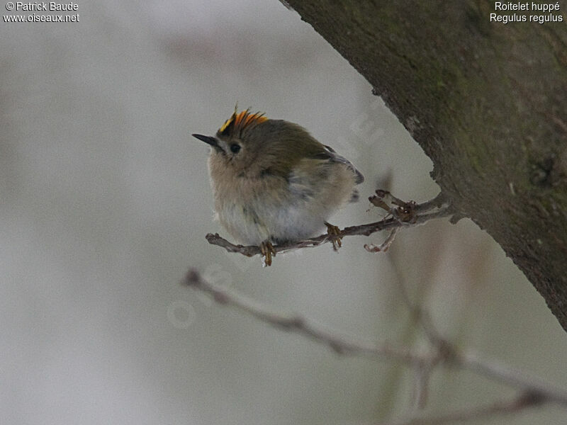 Roitelet huppé mâle adulte, identification