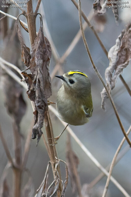 Goldcrest female adult, identification