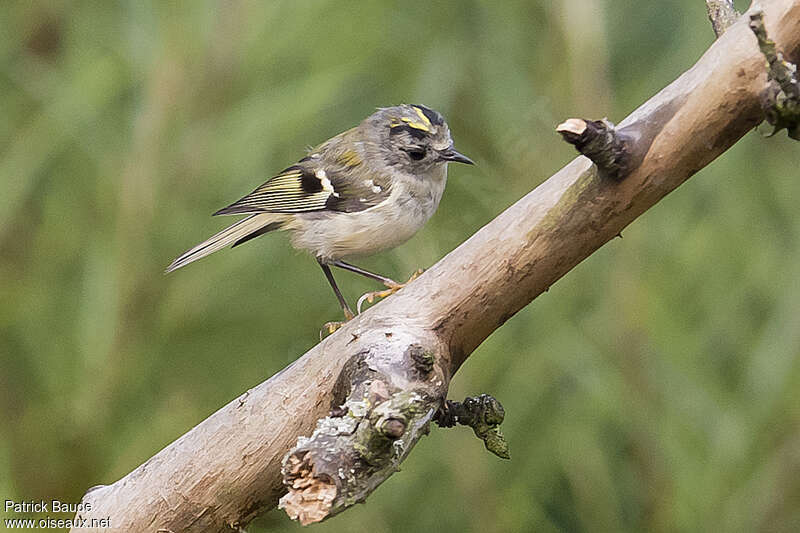 Roitelet huppé1ère année, identification