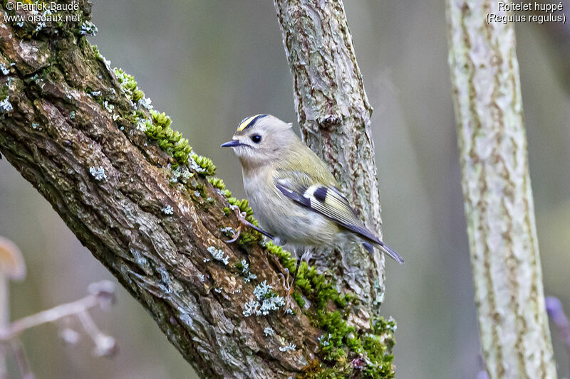 Goldcrest female adult