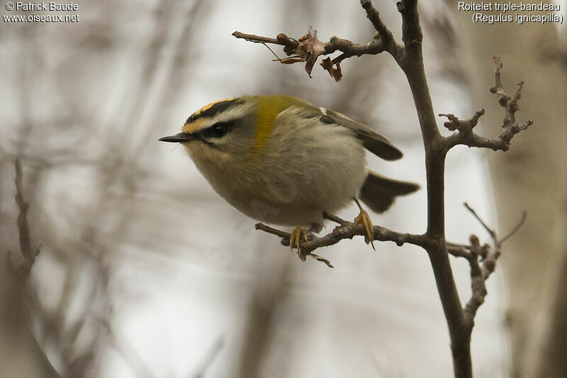 Common Firecrest male adult, identification