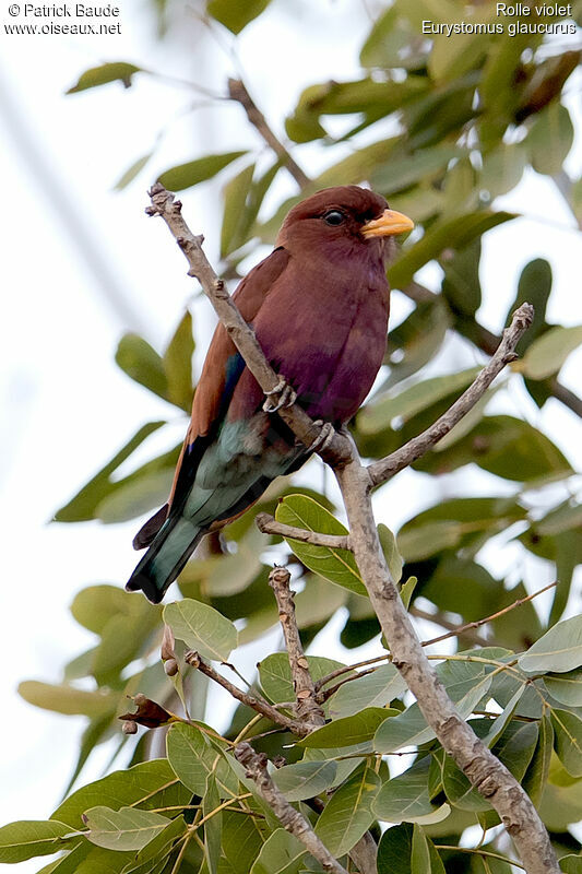 Rolle violetadulte, identification