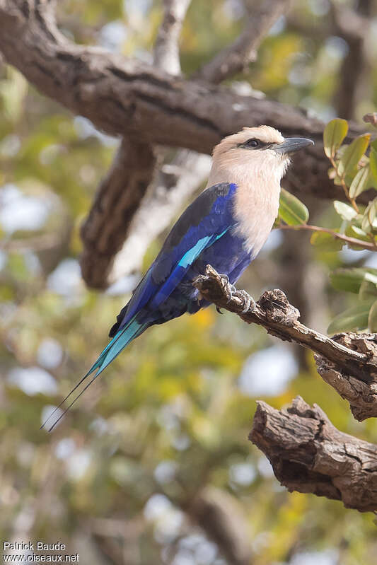 Rollier à ventre bleuadulte nuptial, identification