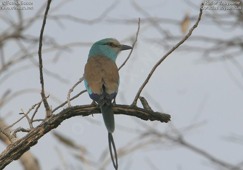 Abyssinian Roller