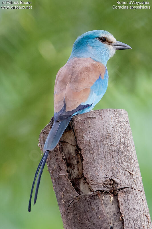 Rollier d'Abyssinieadulte, identification