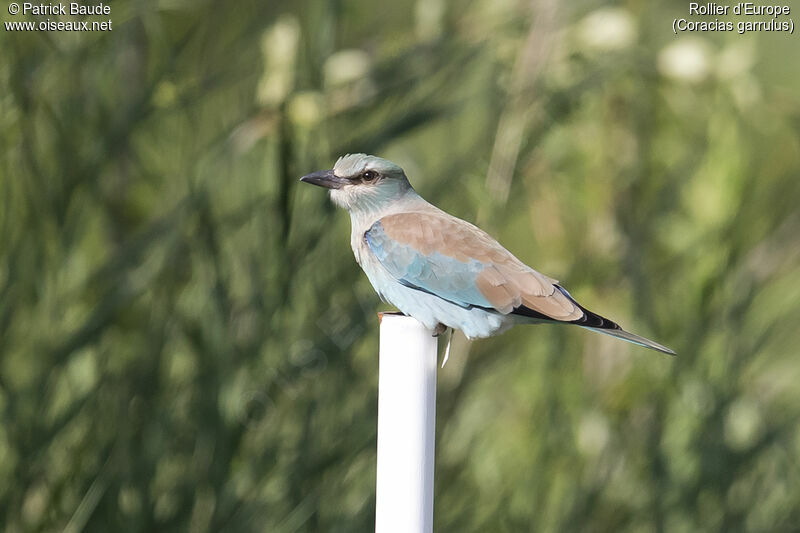 Rollier d'Europejuvénile, identification