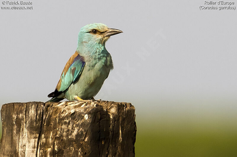 Rollier d'Europeadulte, identification