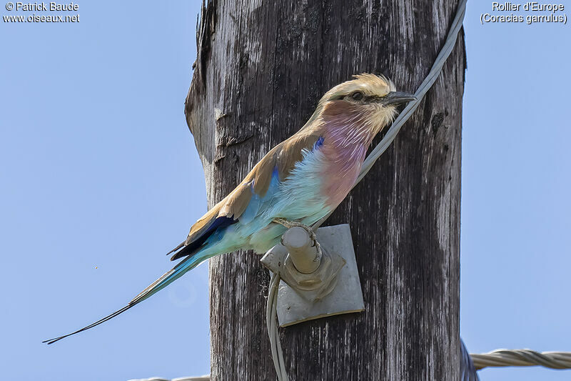 European Rolleradult