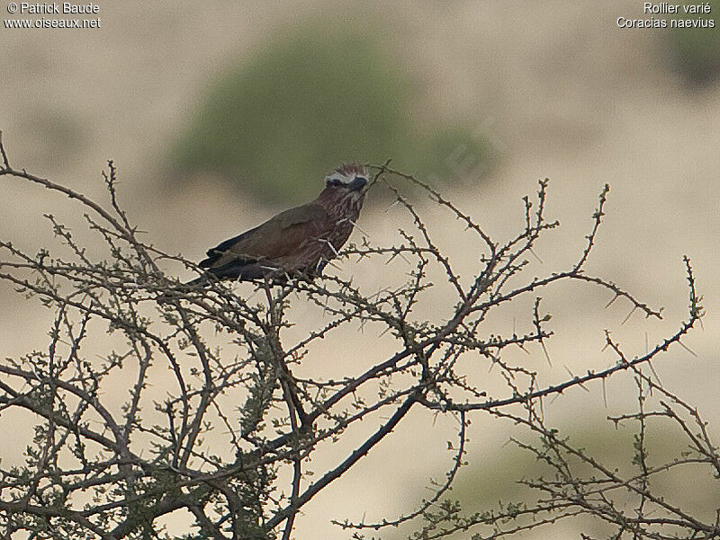 Rollier variéadulte, identification