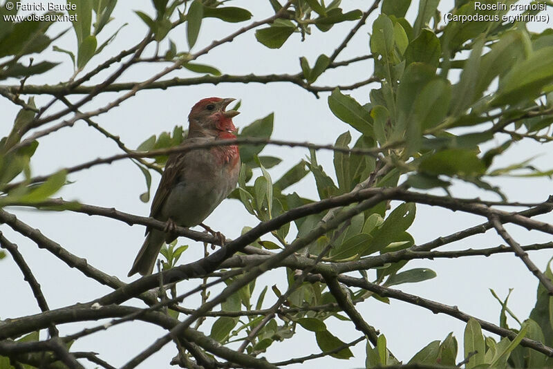 Roselin cramoisi mâle adulte nuptial, identification