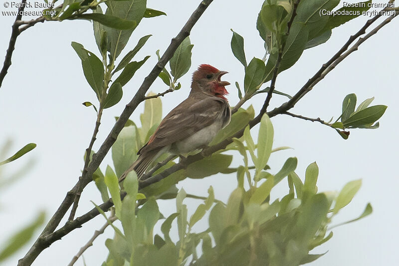 Roselin cramoisi mâle adulte nuptial, identification