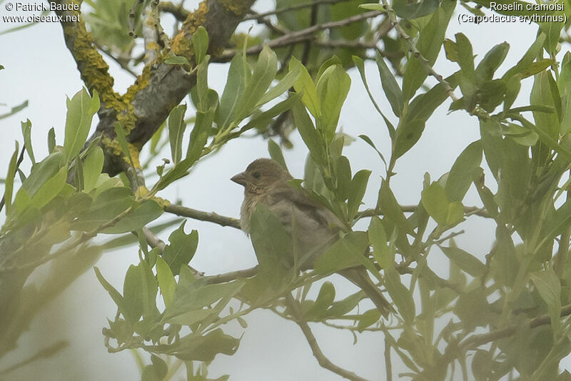 Roselin cramoisi femelle, identification