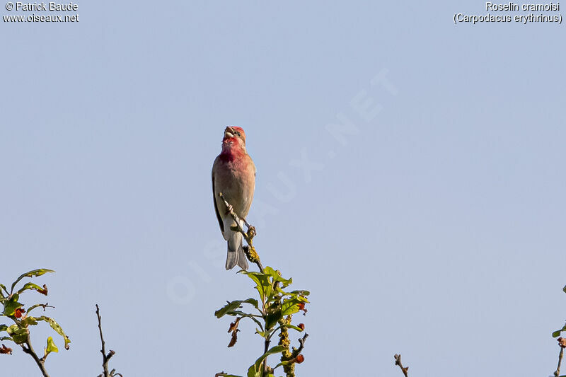 Common Rosefinch male adult, identification