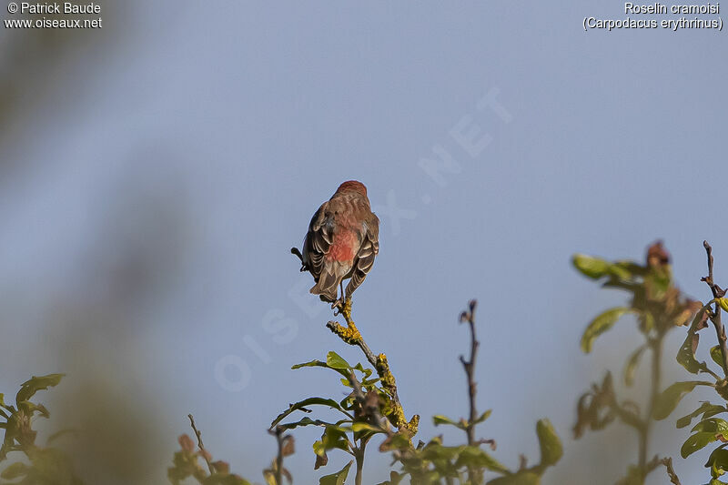 Common Rosefinch male adult, identification