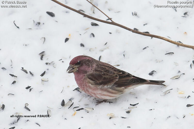 Purple Finch male adult, identification