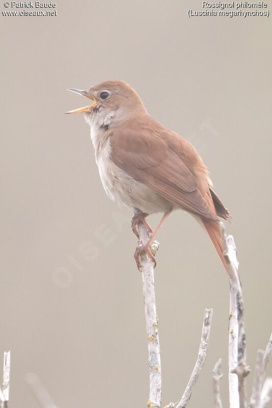 Common Nightingaleadult, identification