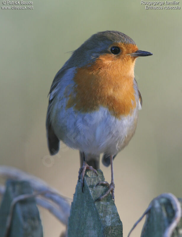 European Robin