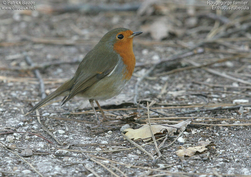 European Robin