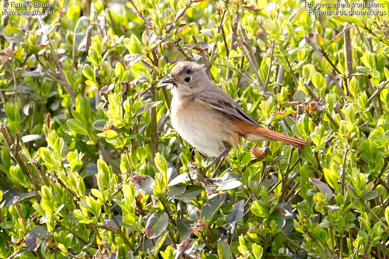 Common Redstart female adult breeding, identification