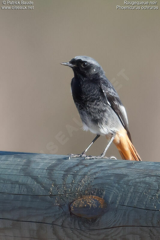 Black Redstart male adult, identification