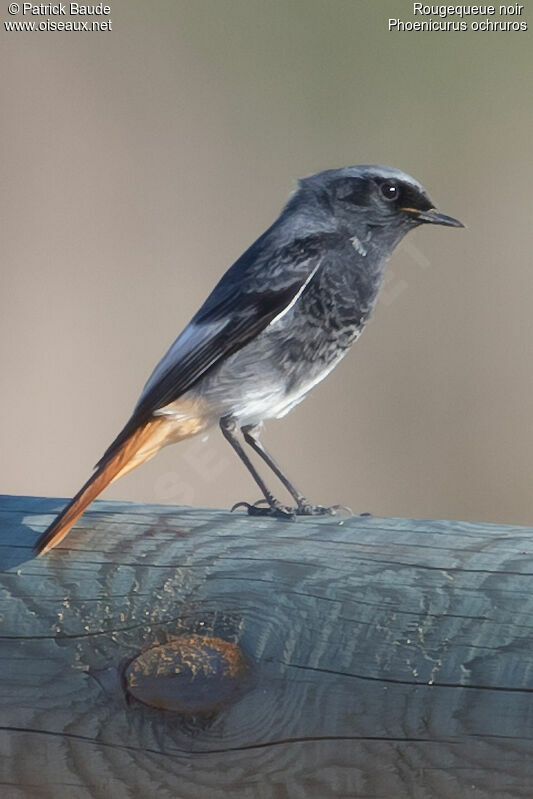 Black Redstart male adult, identification