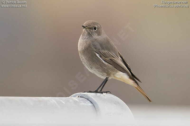 Black Redstartjuvenile, identification