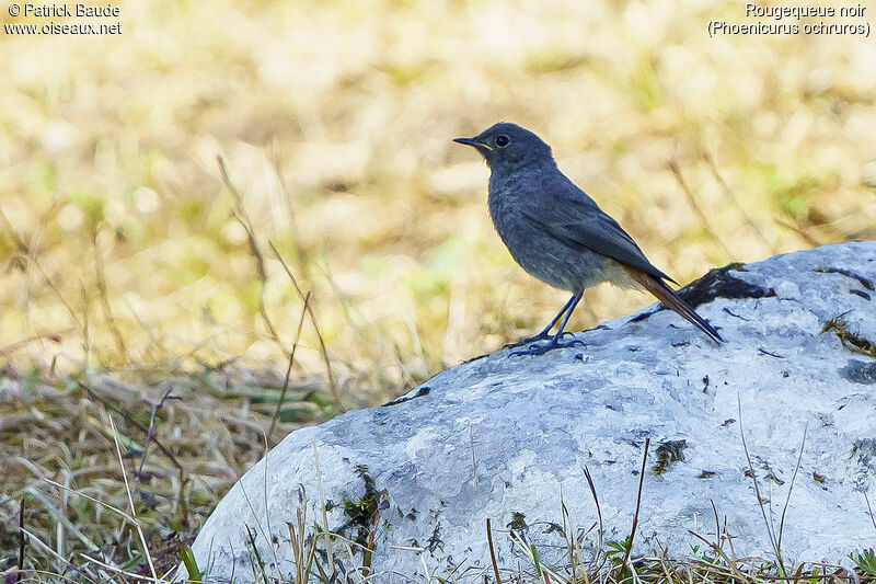 Black Redstartjuvenile