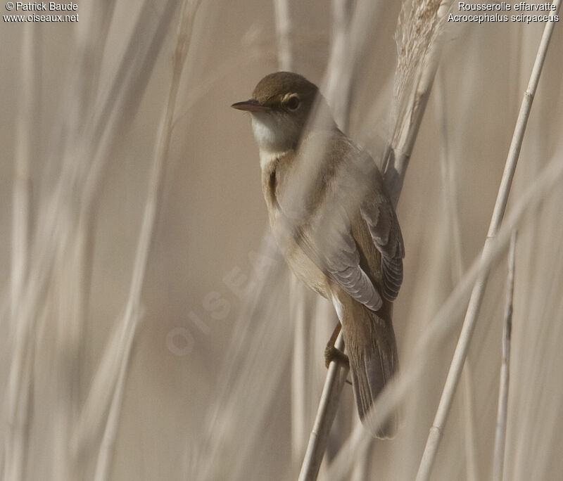 Common Reed Warbler, identification