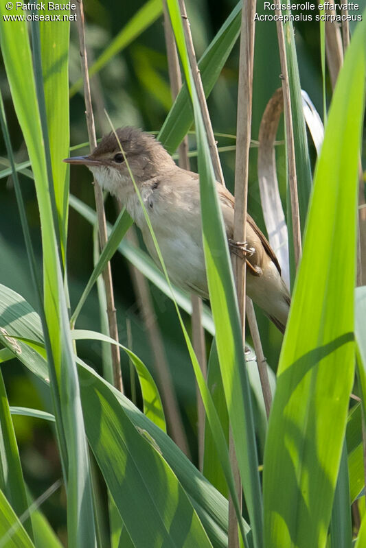 Rousserolle effarvatteadulte, identification