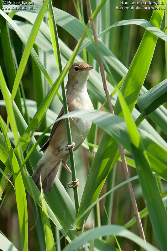 Rousserolle effarvatteadulte, identification