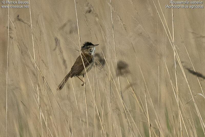 Paddyfield Warbleradult