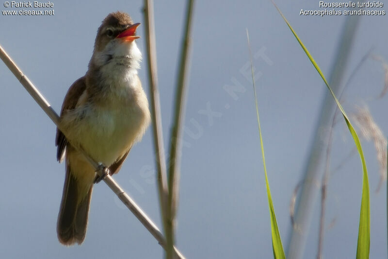 Great Reed Warbler, identification