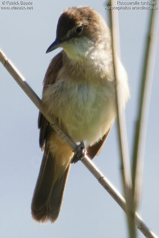 Great Reed Warbler, identification