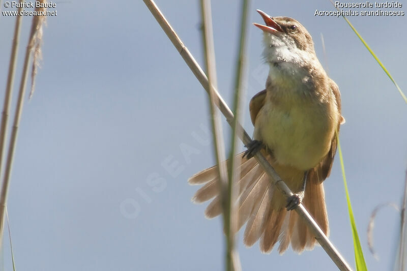 Great Reed Warbler, identification