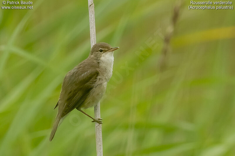 Marsh Warbleradult