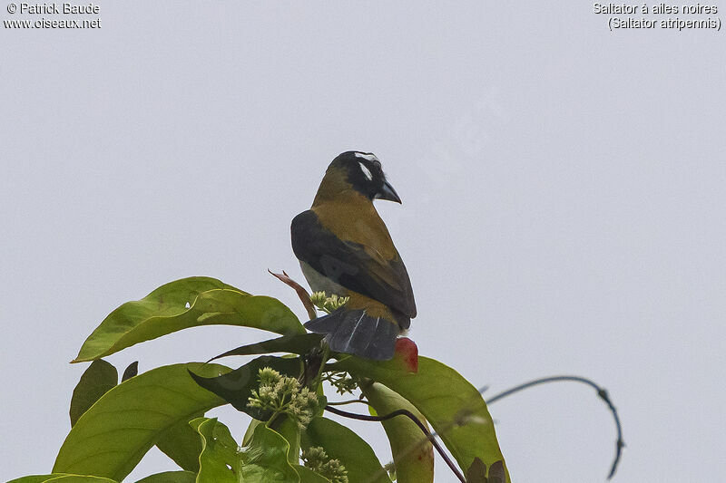 Saltator à ailes noiresadulte