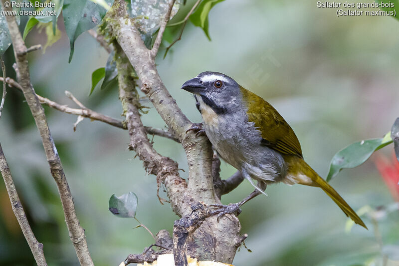 Buff-throated Saltatoradult