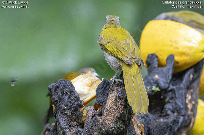 Buff-throated Saltatoradult