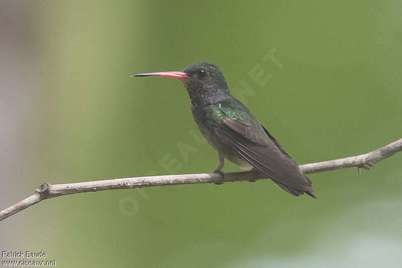 Saphir d'Elicia femelle, identification