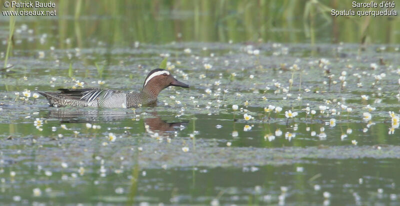 Garganey male