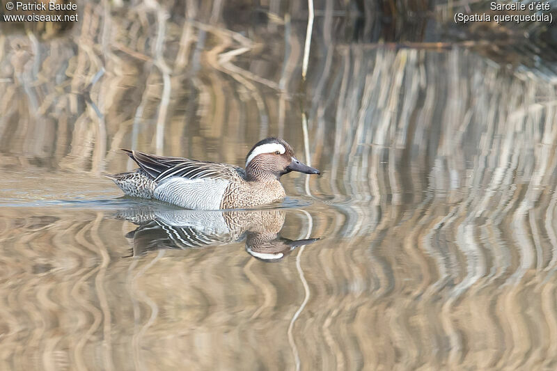 Garganey male adult breeding, identification