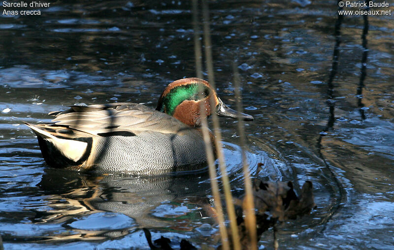 Eurasian Teal male