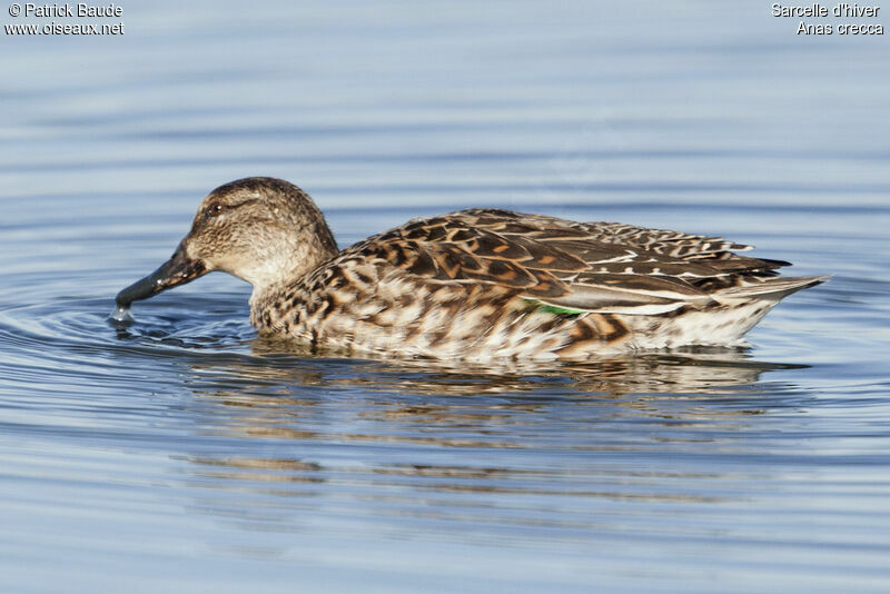 Eurasian Teal female adult, identification