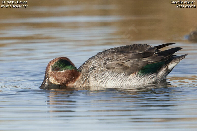 Sarcelle d'hiver mâle adulte, identification