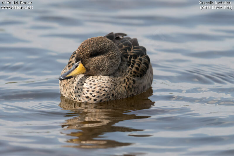 Sarcelle tachetéeadulte, identification