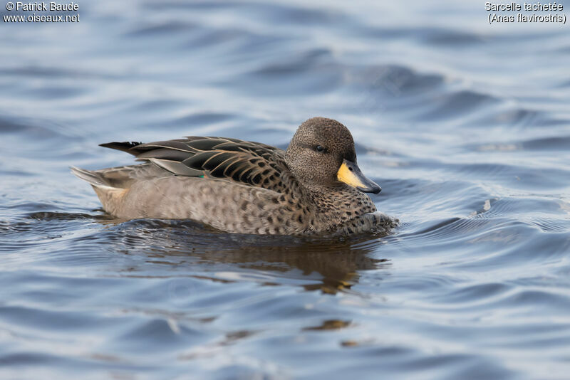 Yellow-billed Tealadult, identification