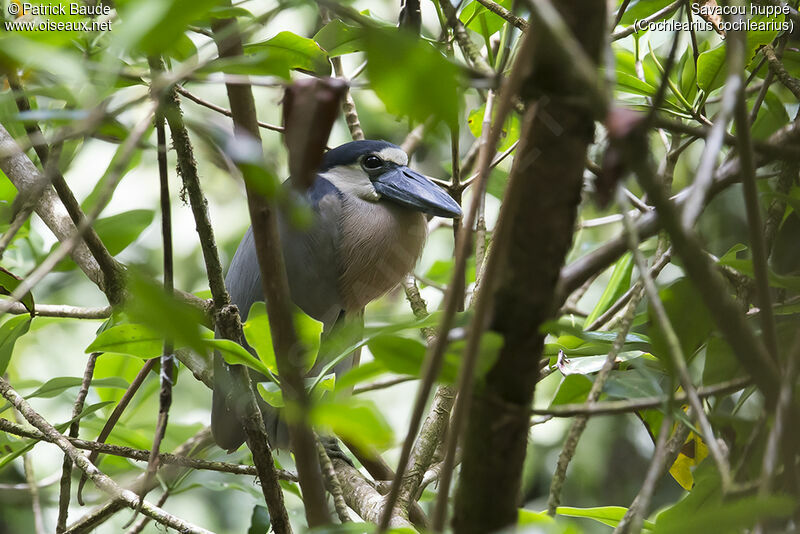 Savacou huppéadulte, identification